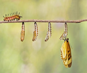 Learn about metamorphosis at The Croft School.
