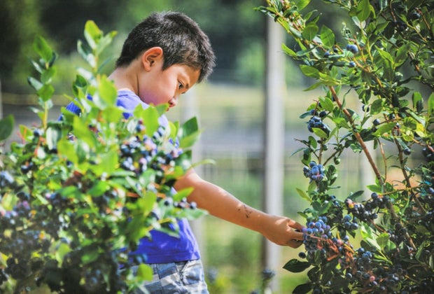 Image of child picking blueberries at a Connecticut farm.