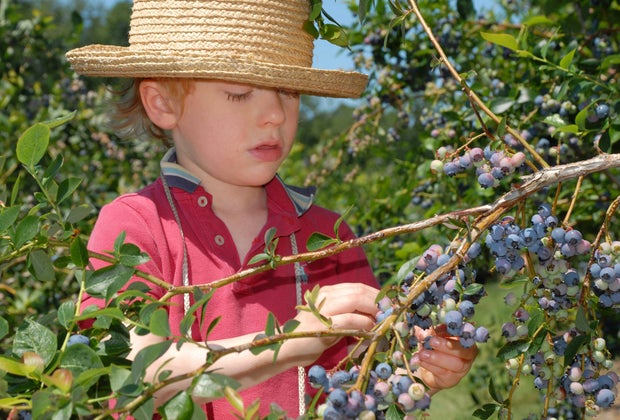 Image of a child blueberry picking near Boston