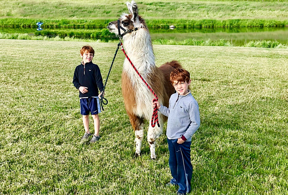 Kids can go on a hike with the alpacas at Clover Brooke Farm. Photo courtesy of the farm