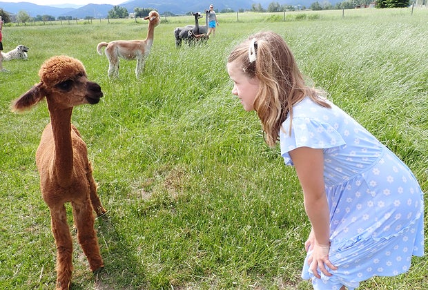 Alpacas of Montana: Bozeman with Kids