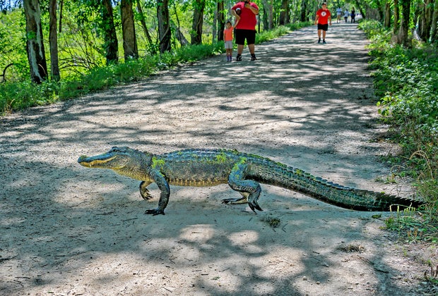 An alligator crosses Spillway Trail in Brazos Bend State Park