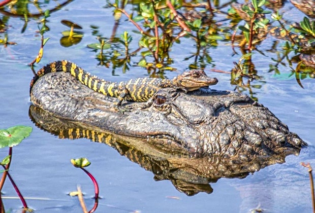 See alligators at Brazos Bend State Park.
