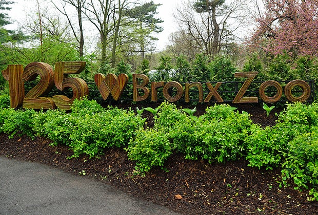 Animal Chronicles at the Bronx Zoo: 125th anniversary signage
