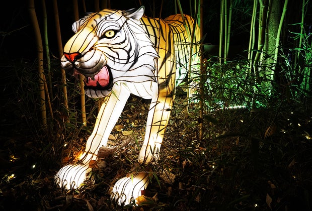 Tiger lantern at the Bronx Zoo Holiday Lights