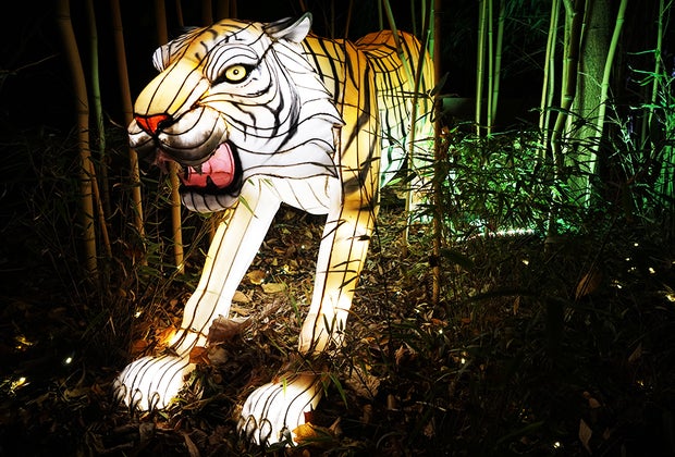 Tiger lantern at the Bronx Zoo Holiday Lights
