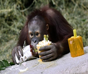 The Brookfield Zoo hosts Free Days this weeekend! Photo courtesy of  the zoo