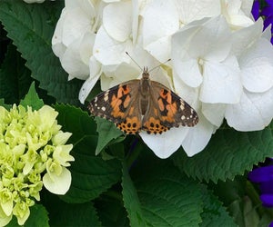 Stop and smell the springtime blooms and spot fluttering butterflies at the Butterflies in Babylon pop-up. Photo courtesy of Hitch