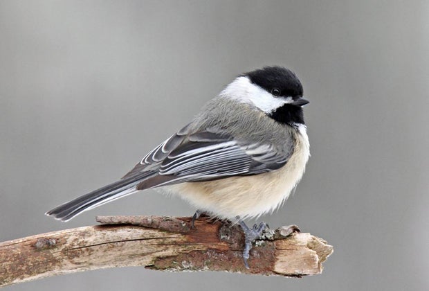 chickadee in winter Caleb Smith State Park Preserve