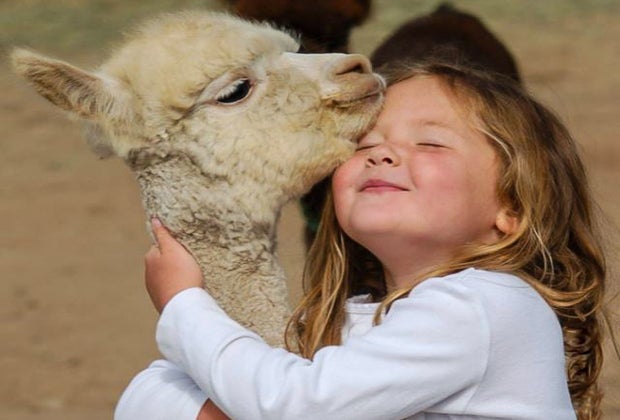 Find an Amazing Petting Zoo near Los Angeles: Alpacas