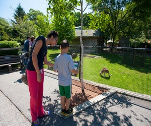 Zoos like the Capron Park Zoo in Attleboro are open for touring. Photo by Massachusetts Office of Tourism