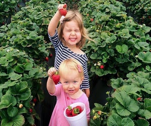 Strawberries are that much sweeter when you pick them yourself. Photo courtesy of the Carlsbad Strawberry Company, Facebook