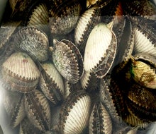Take the kids on an underwater treasure hunt while scalloping in Florida.