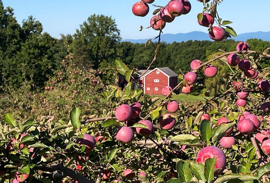 For the best apple picking this season visit Cedar Heights Orchards.  Photo courtesy of the orchard