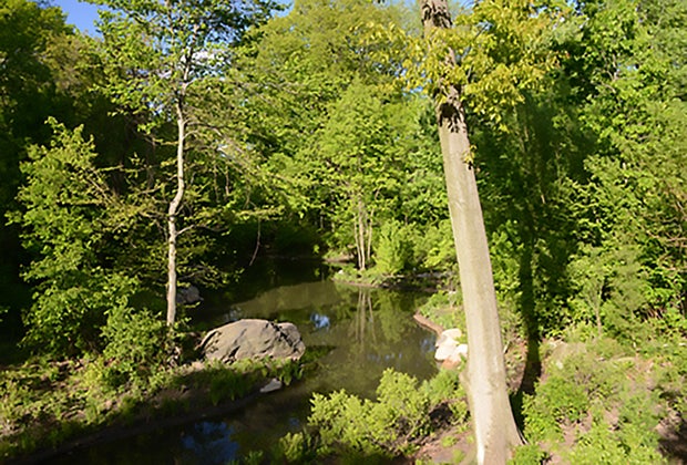picnic Central Park: The North Woods. 