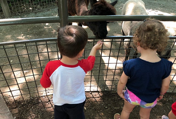 Kids can feed the animals at the Children's Zoo at the Central Park Zoo in NYC.