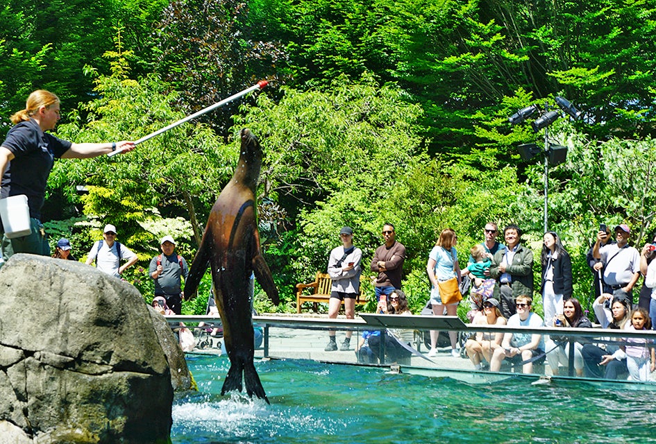 The Central Park Zoo sea lions never disappoint. Photo by Jody Mercier
