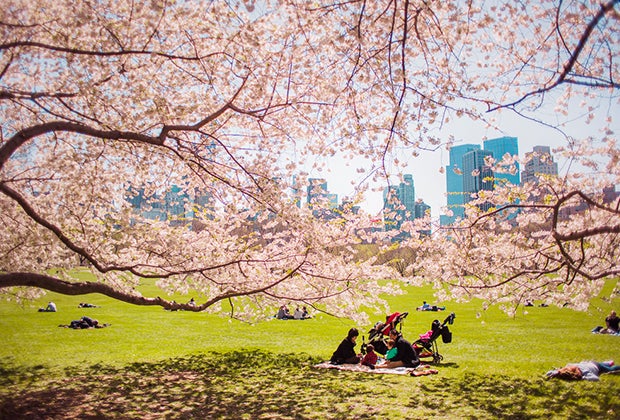 Cherry blossoms in NYC: Central Park.