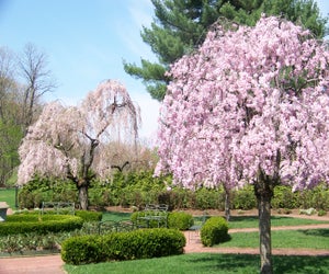 The weeping cherry blossoms nestled in Boscobel's formal garden in Garrison are stunning in the spring.