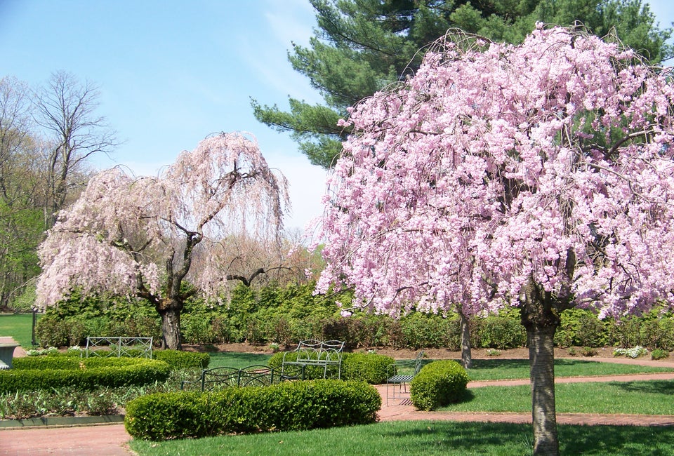 The weeping cherry blossoms nestled in Boscobel's formal garden in Garrison are stunning in the spring.