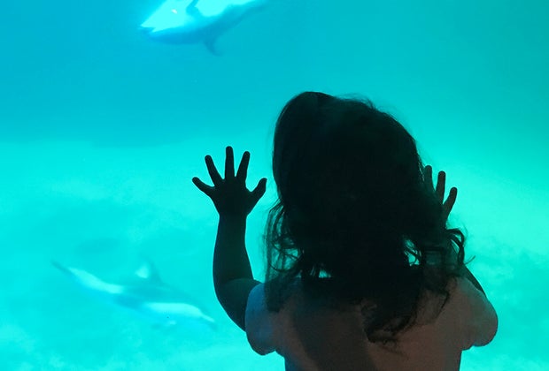 Things to do in Chicago with little kids: Shedd Aquarium