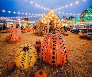 Check out Jack's Pumpkin Pop-Up this October in Chicago. Photo courtesy of Jack's Pumpkin Pop-Up.
