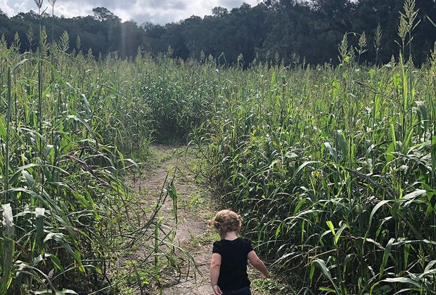 Club Lake Plantation 12 Corn Mazes near Orlando for Fall Fun with Kids