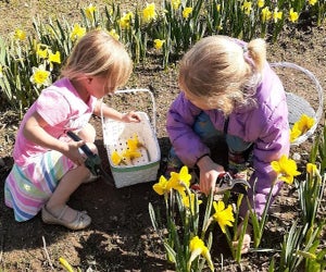 Spring is in bloom, so get picking this April in Connecticut! Photo courtesy of Halfinger Farms