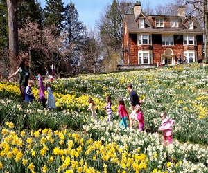Take in the sunshine and flowers at the Reeves Reed Arboretum's Daffodil Day. Photo courtesy of the arboretum