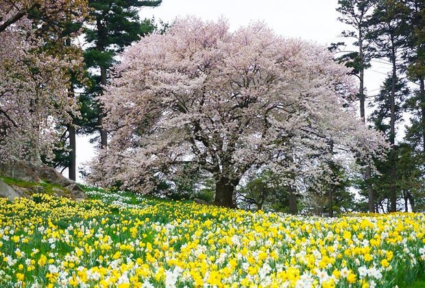 Things to do on Easter Sunday in NYC: New York Botanical Garden