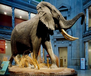 Did  you know that the Smithsonian National Museum of Natural History is bigger than 18 football fields? Photo courtesy of the Library of Congress