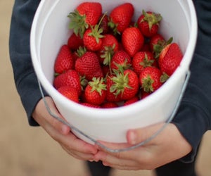 Mother's Day is a great day for a strawberry festival! Photo courtesy of Mommy Poppins