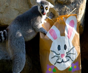 Even the animals might get in on the fun at Easter Monday at the National Zoo! Photo courtesy of the event