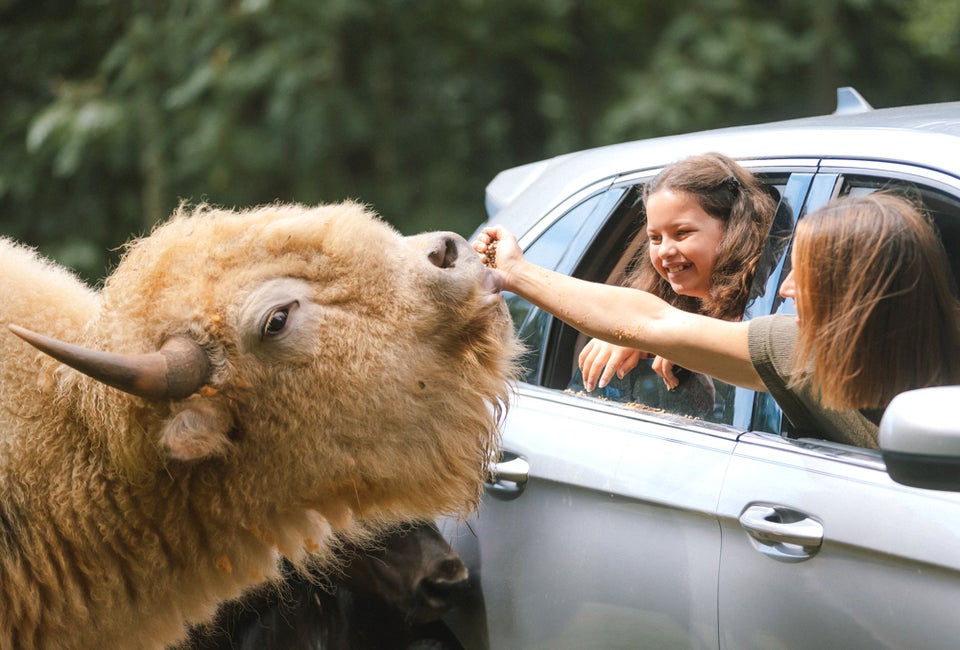 Go on a safari at Leesburg Animal Park. Photo by Sam Dean, courtesy of Visit Virginia