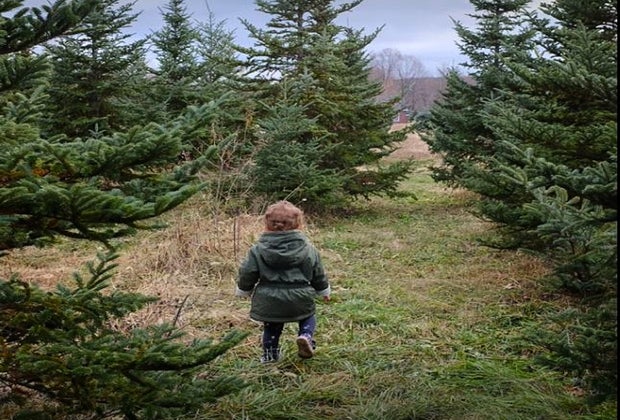 Child wandering through one of Connecticut's Christmas tree farms