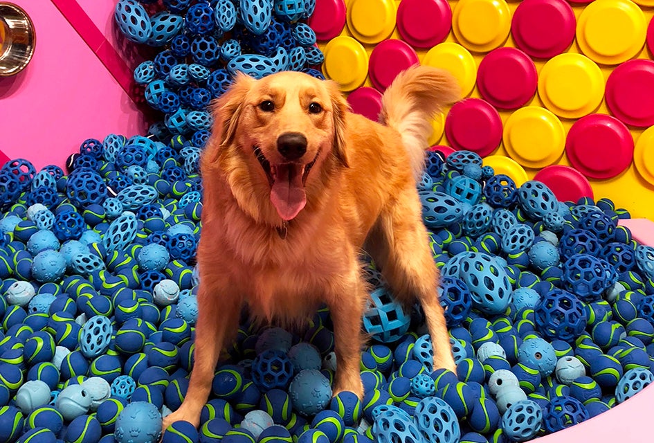 Who's a good boy? Doggos live their best lives in this fun, toy-filled new space.