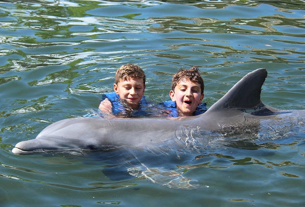 30 Things To Do in the Florida Keys with Kids: Dolphin rescue center