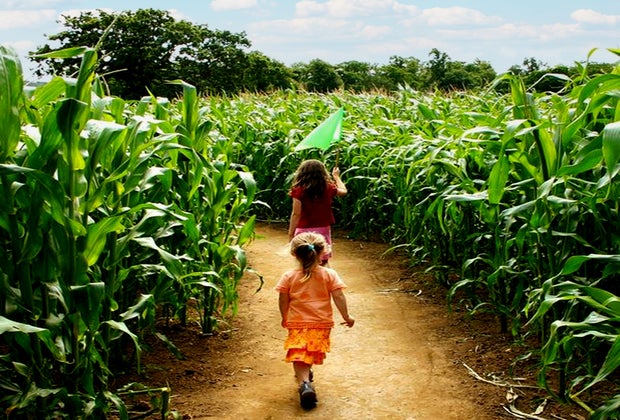 Image of kids in cornfield - Hayrides near Boston