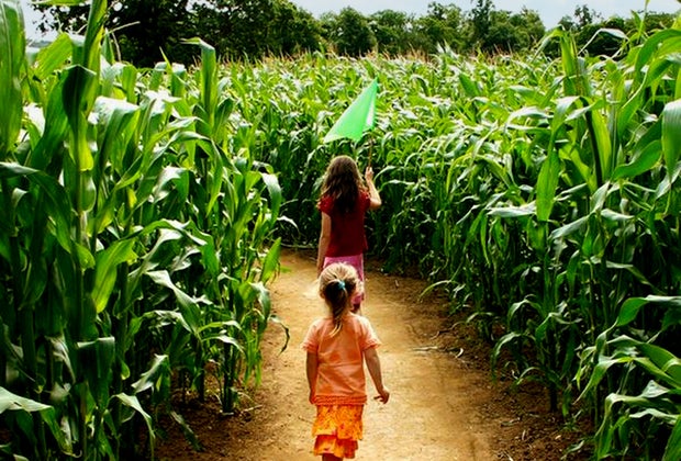 Image of kids in cornfield - Hayrides near Boston