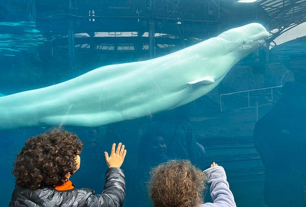 Image of Mystic Aquarium - Spring Break 2025