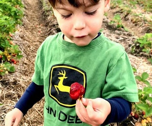 Kids will love the fruit of their labor when strawberry picking! Fresh strawberry photo courtesy of Verrill Farm