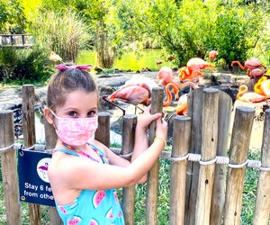Pretty in pink at the Sacramento Zoo! Photo courtesy of the author