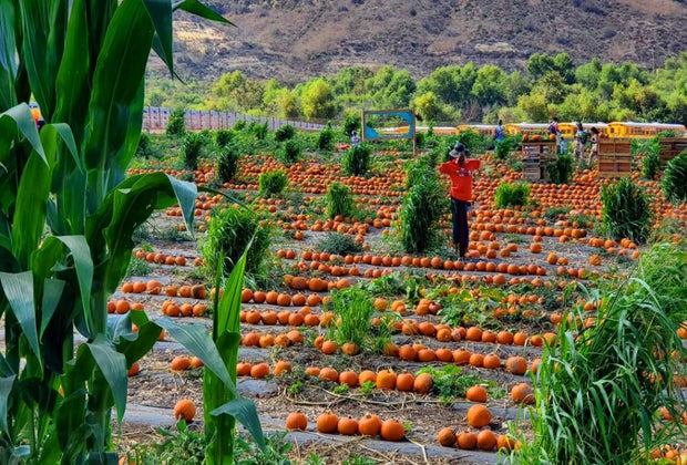 The Best Pumpkin Patches near Los Angeles: Tanaka Farms