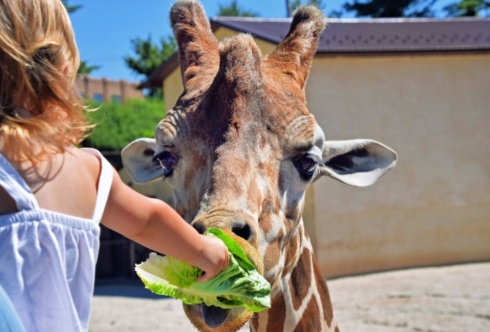 Breakfast with the Giraffes is a treat for all! Photo courtesy of Elmwood Park Zoo