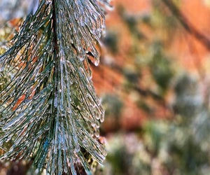 Join Liberty State Park for an evergreen investigation. Photo courtesy of the park