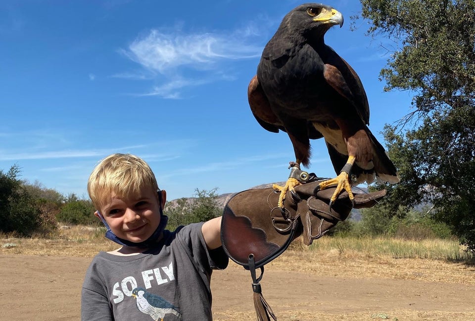 Learn to fly a falcon! Photo courtesy Sky Falconry
