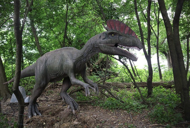 Field Station: Dinosaurs dino in the woods