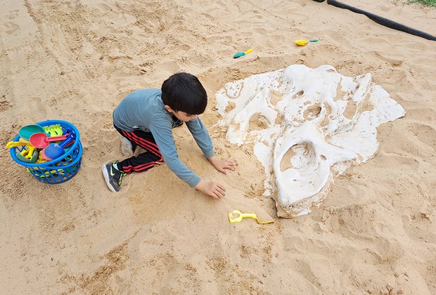 Field Station: Dinosaurs Fossil Dig