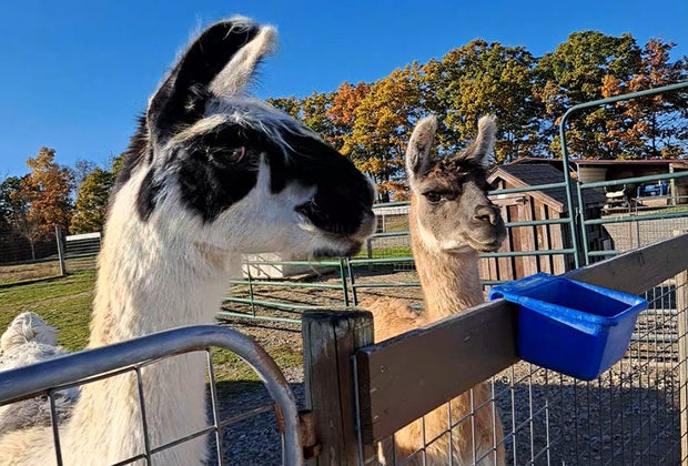 Autumn Mist Alpaca Farm: Things To Do in the Finger Lakes with Kids