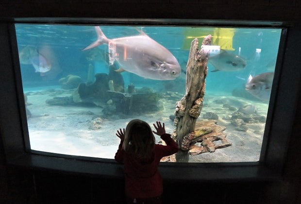 Photo of child at fish tank in Maritime Aquarium at Norwalk.